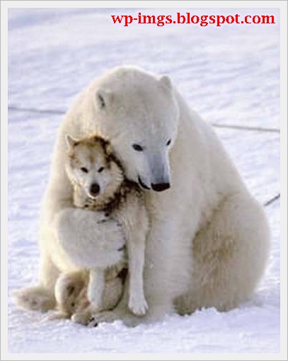 death-hug-dog-funny-animals-love-animales-_-bear-perro-oso_large