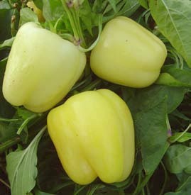 seminte-ardei-gras-galben-maradonna-f1~29